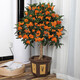 桂花樹(shù)苗桂花苗盆栽金桂四季桂室內外濃香型陽(yáng)臺花卉綠植庭院盆景植物 丹桂【濃香型】 6年苗【花滿(mǎn)樹(shù)粗壯】