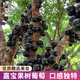 花翁嘉寶果樹(shù)苗正宗樹(shù)葡萄苗盆栽庭院綠植源頭直發(fā)沙巴4年苗高60-70cm