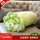 LittleCuCu蔬菜精靈菜狗娃娃抱枕睡覺(jué)玩偶白菜狗公仔毛絨玩具女友小孩禮物 經(jīng)典抱枕70厘米 帶防偽標，尺寸以吊牌為準