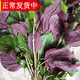辰實(shí)紫蘇葉新鮮 現(xiàn)摘帶桿食用紫蘇 做菜調(diào)味香料 1斤