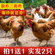 芮瑞 發(fā)2只新鮮三黃雞土雞嫩雞肉童子雞走地雞年貨節(jié) 殺后凈重700g/只