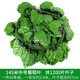 臣埠仿真葉子吊頂綠葉裝飾樹葉綠植物假花藤條塑料管道藤蔓纏繞花藤 145米中號葡萄葉+5葡萄5燈籠