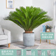 胡麗鐵樹(shù)盆栽 大型室內綠植客廳臥室辦公室凈空氣盆景觀(guān)葉植物 高120-130CM含圓水泥盆 含盆
