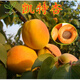 金太陽(yáng)杏樹(shù)苗嫁接杏子苗杏子樹(shù)苗杏樹(shù)樹(shù)苗地栽盆栽果樹(shù)苗當年結果樹(shù)苗 凱特杏 4年苗當年結果