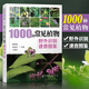 植物圖譜1000種常見植物野外識別速查圖鑒 圖解中草藥大全 家庭書籍野外識別原植物鑒別圖冊中國常用手冊 圖識別與應(yīng)用圖典圖譜