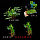 馨音吸水石植物苔蘚卷柏附石菖蒲盆景假山水陸缸雨林造景專(zhuān)用綠植 套餐組合5 不含盆