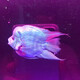 水財神熱帶觀(guān)賞魚(yú)麒麟魚(yú)鸚鵡魚(yú)麒麟羅漢血鸚鵡元寶羅漢寵物活體魚(yú) 精品起頭羅漢13-15cm/2條裝 羅漢魚(yú)