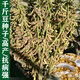 千斤豆黃豆種子大豆種春夏季播大田基地均可種植大豆種畝產(chǎn)1000斤 千斤王種子5斤