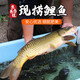 密農(nóng)人家 生態(tài)養(yǎng)殖新鮮鯉魚(yú) 肉質(zhì)鮮嫩鮮魚(yú) 生鮮 魚(yú)類(lèi)1kg冰鮮發(fā)貨
