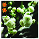 春枝韻菜友耐寒梅花樹(shù)苗盆栽盆景花卉紅梅老樁庭院室內素心臘梅樹(shù) 綠梅8年苗【盆景造型】【開(kāi)花較多】 不含盆