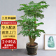 芙洛拉花園【兩小時達(dá)】發(fā)財樹綠蘿金錢樹散尾葵天堂鳥大型綠植室內(nèi)開業(yè)喬遷 三叉幸福樹
