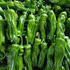 格沃斯（GEWOSI）現(xiàn)摘新鮮青椒農(nóng)家自種青椒薄皮椒微辣蕪湖椒椒應(yīng)季新鮮蔬菜 3斤精選