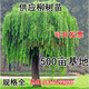 霆環(huán)  柳樹(shù)苗 垂柳苗 水柳垂楊柳 黃金柳 金絲垂柳 河堤公園垂柳小苗 垂柳6公分粗 一般保留1.2米高