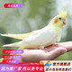 萬寵匯 鳥活體虎皮鸚鵡籠養(yǎng)牡丹玄風(fēng)活鳥學(xué)說話手養(yǎng)小太陽鸚鵡和尚鸚鵡 黃化玄風(fēng)鸚鵡1只（公母備注）