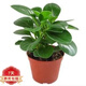 花友垂吊植物 青葉 室內(nèi)苗木室內(nèi)盆栽花卉 植物花卉盆栽 豆瓣綠+加侖盆