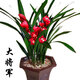 蘭花苗盆栽濃香四季開(kāi)花室內花卉植物大盆栽 大將軍【8棵苗】 不含盆