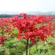 美國紅楓樹(shù)苗日本紅楓苗紅舞姬四季嫁接紅楓盆景盆栽庭院地栽彩色綠化苗木行道樹(shù) 日本紅楓1公分粗 不含盆
