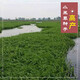小米草種子水草魚蝦蟹牧草籽雀葉稗湖南稷子高產(chǎn)耐水淹耐旱簡雪草籽 小米草種子1斤