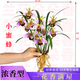 皇冠能（HUANGGUANNENG）花期帶花苞四季蘭濃香型猴面名貴花卉蘭花大全四季開(kāi)花室內