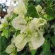 三角梅苗三角梅花卉室內(nèi)陽(yáng)臺(tái)植物盆栽陽(yáng)臺(tái)地栽重瓣爬藤盆景大苗 長(zhǎng)期長(zhǎng)久 四季循環(huán)開花 白雪3年苗 默認(rèn)