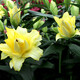 鑫意香水百合種球盆栽四季開(kāi)花花卉種子種球百合花種球易養(yǎng)護(hù)花卉綠植 黃色百合種球4個(gè)+肥料一包