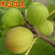 葉之靜無(wú)花果樹(shù)苗當年結果地栽盆栽庭院陽(yáng)臺種植 布蘭瑞克 四年苗(當年結果)