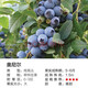 藍莓苗盆栽地栽特大藍莓果樹(shù)苗南方北方種植陽(yáng)臺庭院四季藍莓樹(shù)苗 奧尼爾 5年苗結果多
