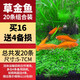 瘋狂水草金魚(yú)活體觀(guān)賞魚(yú)小型淡水冷水錦鯉好養耐活魚(yú)缸寵物草金魚(yú)孔雀魚(yú) 【5-7cm精品20條】草金魚(yú)