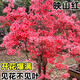 婭皙映山紅樹(shù)苗老樁南方北方種植當年開(kāi)花庭院四季苗木風(fēng)景樹(shù)杜鵑花樹(shù) 映山紅2年苗