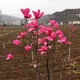 凝慧玉蘭樹(shù)苗玉蘭苗庭院地栽紫玉蘭別墅花園濃香幸夷花樹(shù)工程綠化苗 嬌紅一號玉蘭3公分粗 帶土球