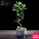 幼薇小葉飄枝九里香盆栽中式盆景室內辦公室書(shū)房植物四季常青裝飾擺件 九里香S彎型+拼色爐型盆 帶盆栽好