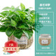 綠蘿盆栽 植物室內客廳新房 大綠籮辦公室桌面花卉水培綠植盆景 藤藝圓籃綠蘿2盆