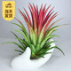 櫻霞【順豐上門(mén)】空氣鳳梨無(wú)土懶人植物花卉辦公室桌面盆栽室內植物 限量8.8粗葉大號紅+陶瓷佛手