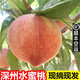 玫梔河北深州大蜜桃馬莊特產(chǎn)水蜜桃大壽桃貢桃中秋禮盒順豐 4-6兩 7-9裝