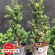 紅豆杉樹(shù)苗盆栽綠植盆景耐寒植物公母樹(shù)