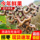 酷奇象秦嶺新鮮拐棗雞爪梨金鉤子水果枳椇子萬(wàn)壽果泡酒生吃 5斤(去枝全干泡酒煮茶)