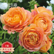 爬藤月季特大季盆栽地載花苗庭院藤本植物歐月薔薇玫瑰果汁陽臺藍色風暴粉龍 夏洛特夫人【爬藤】