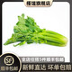 槿饈新鮮水果西芹250g 荷蘭清芹榨汁生吃沙拉蔬菜清甜爽口 水果西芹250g【一顆】