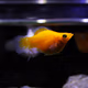 AIPHAROW高帆紅箭魚(yú)活體觀(guān)賞魚(yú)高鰭月光魚(yú)米奇胎生魚(yú)熱帶魚(yú)皮球瑪麗魚(yú)活體 金色皮球魚(yú)(3-4cm)2條