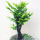 御春閣小葉紫檀樹苗黑骨茶室內(nèi)陽(yáng)臺(tái)盆栽花卉綠植耐寒四季常青微景觀樁形 大號(hào)粗2公分雙叉高20厘米左右
