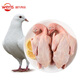 溫氏供港乳鴿520g/2只 農(nóng)家散養(yǎng)土鴿新鮮烤鴿子肉煲湯滋補(bǔ)秋冬進(jìn)補(bǔ) 乳鴿520g/2只