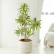 金邊百合竹綠植室內大型植物辦公室客廳盆景凈化空氣花卉盆栽 高110-120cm含雅白蜂窩鎂泥盆