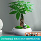 綠蔭巷子發(fā)財(cái)樹盆栽室內(nèi)客廳桌面綠植小盆景三桿發(fā)財(cái)樹苗招財(cái)樹植物花卉 【瓷圓盆】辮子+熊貓+布景擺件