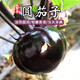 密農(nóng)人家 新鮮圓茄子農(nóng)家種植紫皮圓茄子 當(dāng)天采摘 新鮮蔬菜400g 北京蔬菜