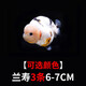 金魚(yú)（Jinyu）【精品高質(zhì)】蘭壽金魚(yú)淡水錦鯉觀(guān)賞魚(yú)國粹耐活好養 蘭壽3條6-7CM【可選顏色】