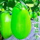 青茄子種子綠油茄室外陽(yáng)臺盆栽春夏易種植綠皮茄子蔬菜種子大全 青茄種子【1包 約50?！? title=