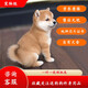 果粒之星純種柴犬幼犬活體日系日本柴犬純種寵物狗斗柴犬幼崽活體黑柴犬 寵物級