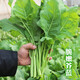密農(nóng)人家 新鮮芥蘭 農(nóng)家種植現(xiàn)摘芥藍(lán) 清脆爽口 鮮嫩小葉菜 北京蔬菜300g