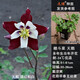 逸棵耬斗菜苗宿根耐寒耬斗菜花盆栽植物多年生貓爪花冷涼花卉 天鵝酒紅和白色1株小苗