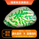 瑾黛【瑾黛】緬甸翡翠原石賭石毛料手鐲料玉石冰直播專拍（私拍無效）